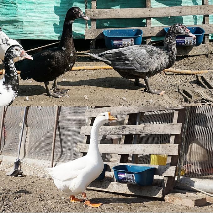 Goovilla Chicken Feeder Waterer, Hanging or Screw-in Fence Feeders with Clips, 2 Pack 5 Quart Goat Feeding Supplies, Duck Piglet Sheeple Coop Dog Livestock Poultry Plastic Feeder Trough Bucket, Blue