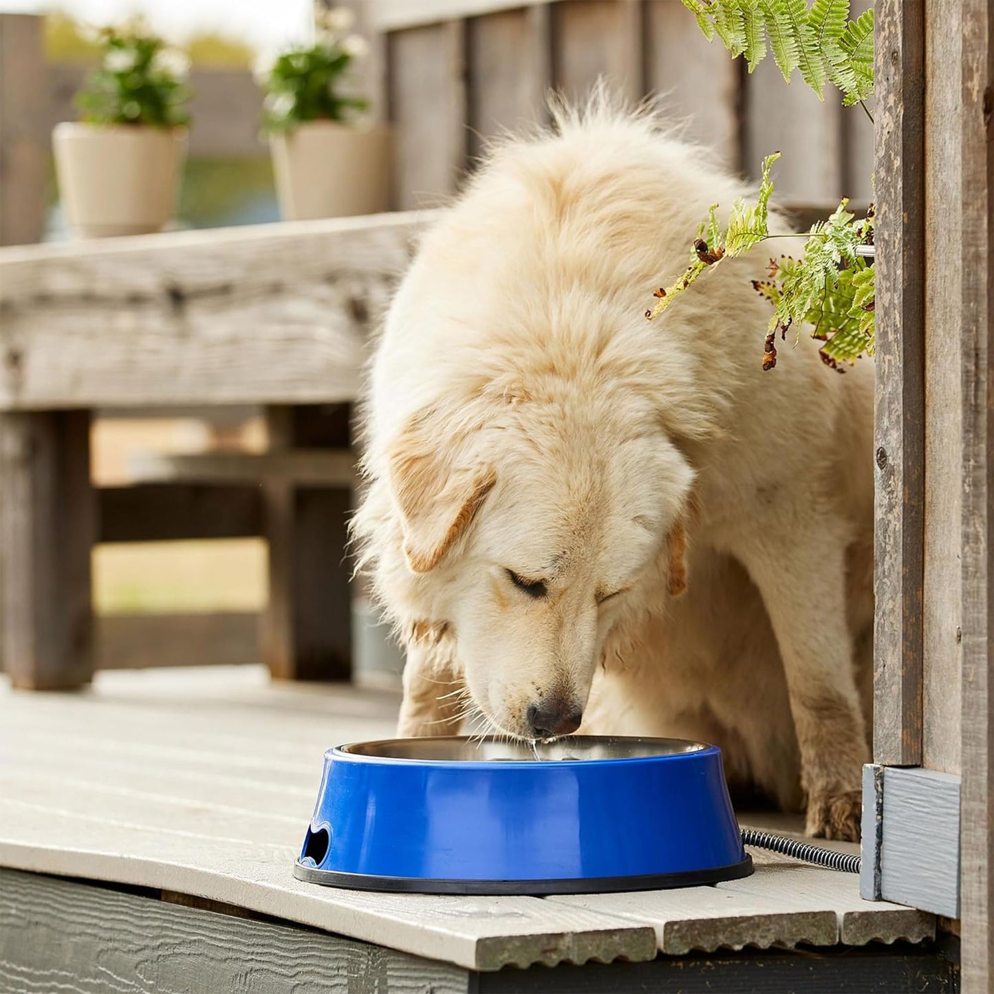 Farm Innovators Signature Series 60 Watt 5.5 Quart Electric Heated Pet Water Bowl with Stainless Steel Insert and Thermostatic Control, Blue