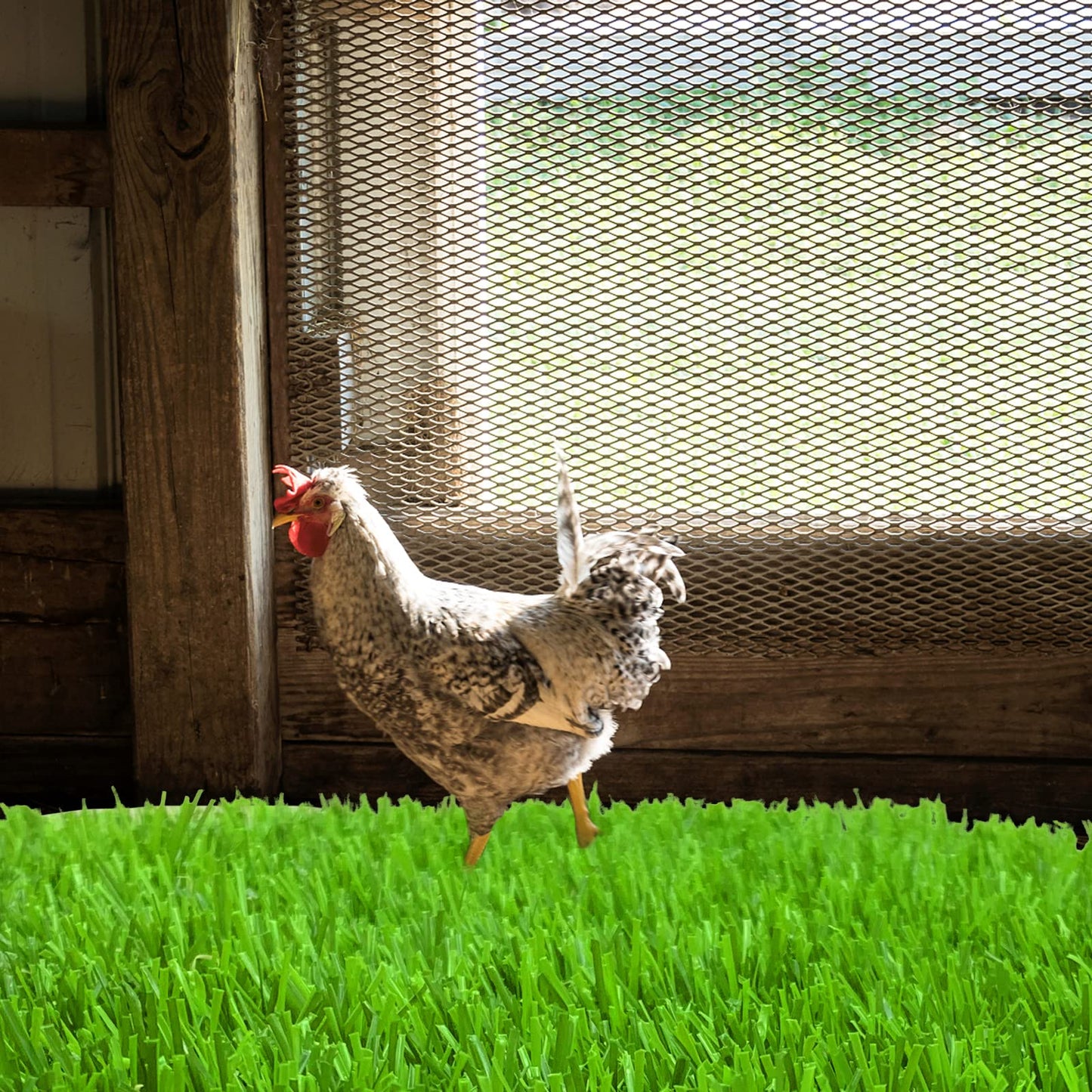 Irieiply 6 Pack 12"x12"x1.2" Chicken Nesting Pads for Laying Eggs, Washable Artificial Grass Carpet Synthetic Turf Mat Nest Box Bedding for Chicken Coop
