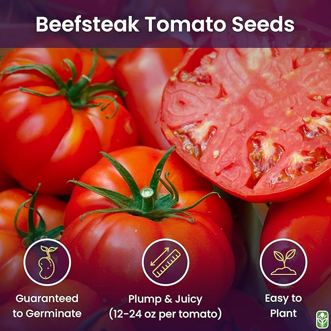 Beefsteak Tomato Seeds for Planting – Heirloom, Large & Juicy – One of The Most Delicious Tomatoes for Home Growing – Vegetable Seeds for Planting - Grown in The USA