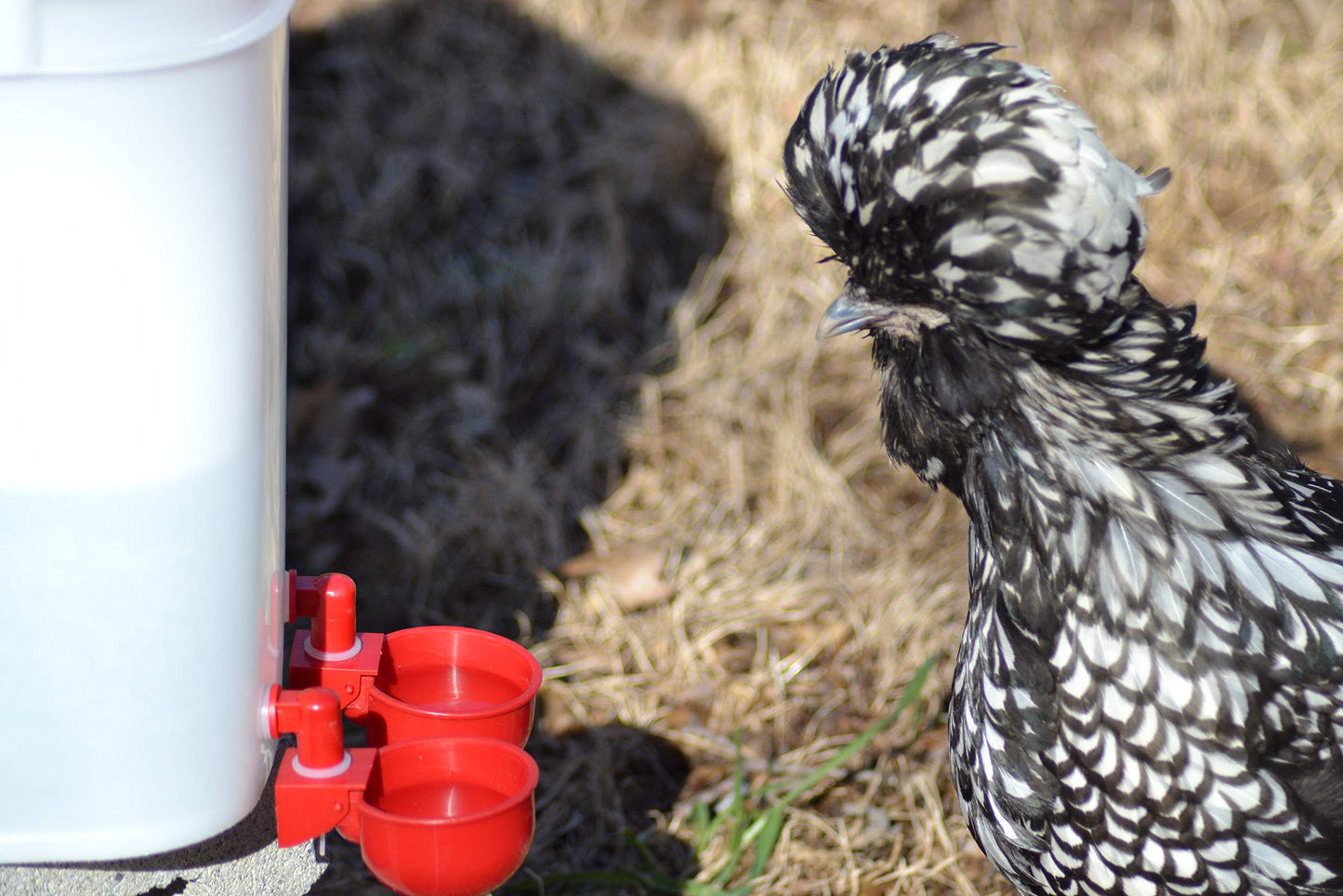 RentACoop 5 Gallon/ 4 Automatic-Fill Water Cup Chicken Waterer - Center Placement