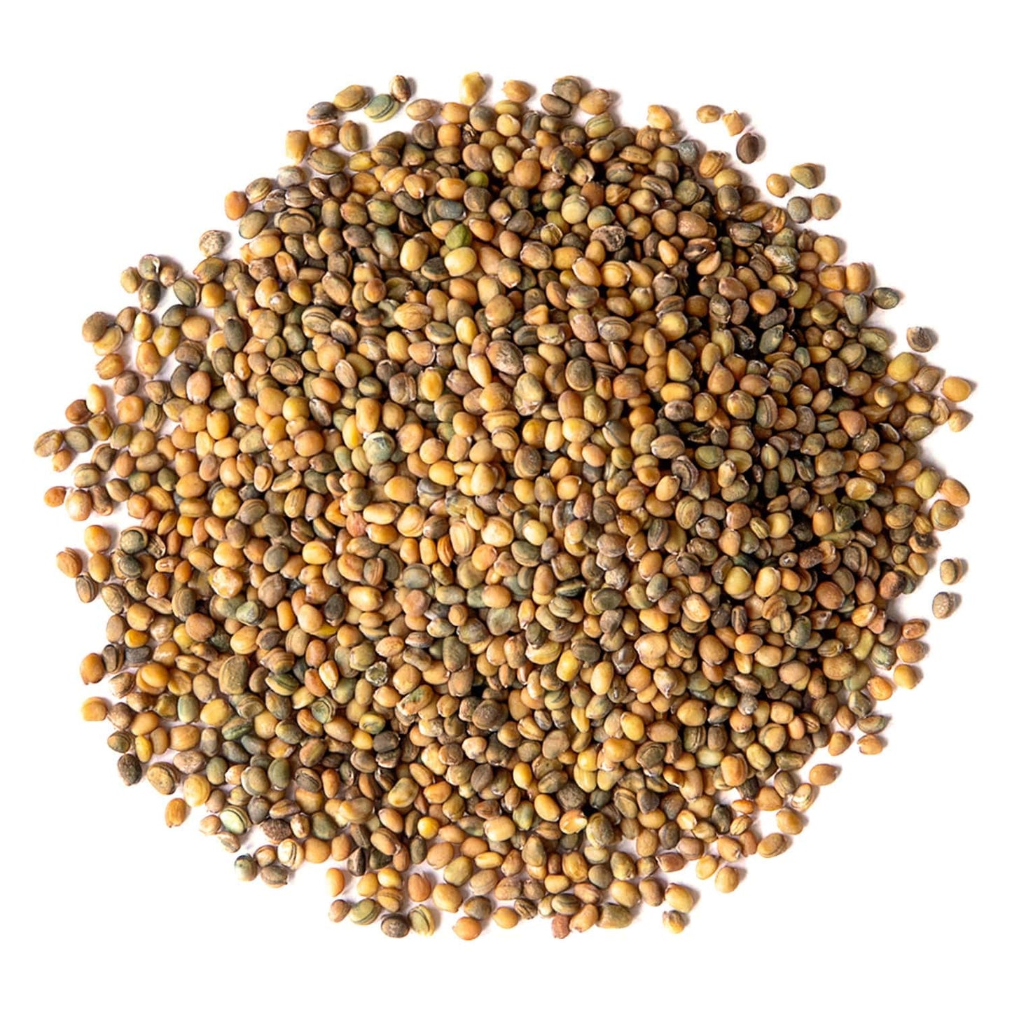 Food to Live Organic Arugula Sprouting Seeds, 4 Pounds - Non-GMO, Kosher, Great for Sprouting & Planting, High Germination Rate, Vegan Superfood, Bulk, Microgreens & Plants for Salads, San
