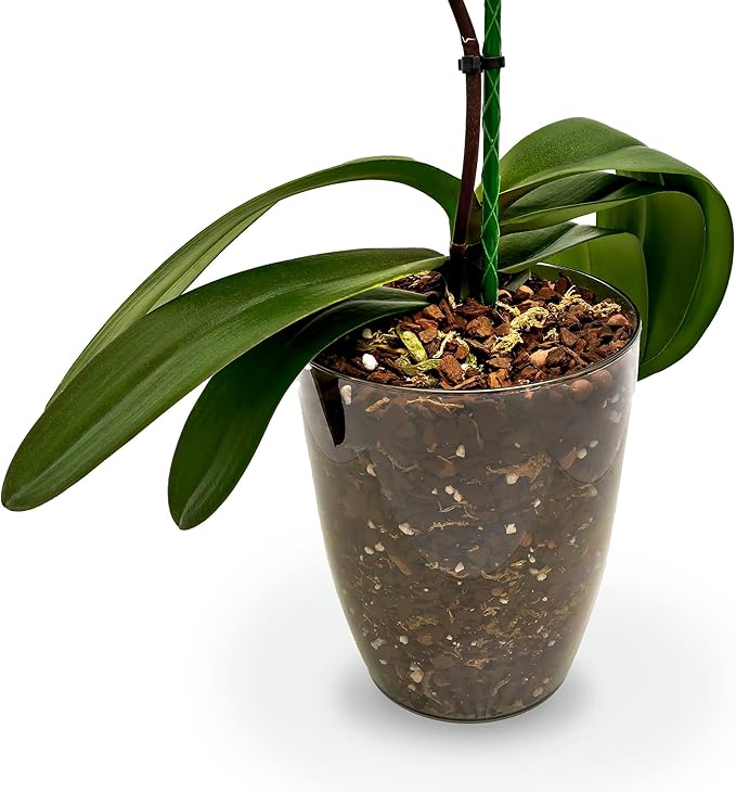 Gardenera Premium Aglaonema Plant Potting Mix - Crafted for Healthy Growth and Radiant Foliage - 1 Quart, MAIN-AGLAONEMA-1QT