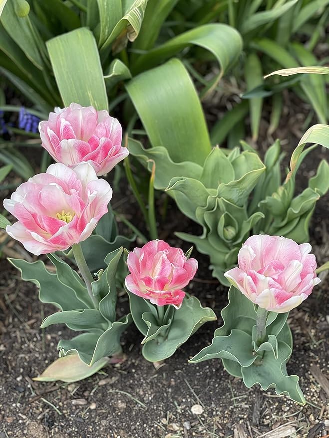 20 Angelique Tulip Bulbs- Double Late, New!!