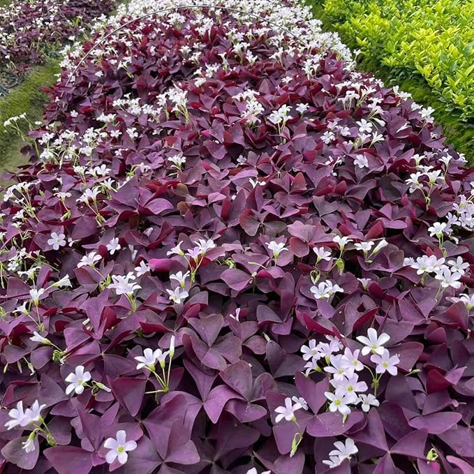 Pack of 24 Purple Shamrocks Bulbs, Oxalis Bulbs for Planting, Oxalis Triangularis Bulbs Good Luck Flower Bulbs