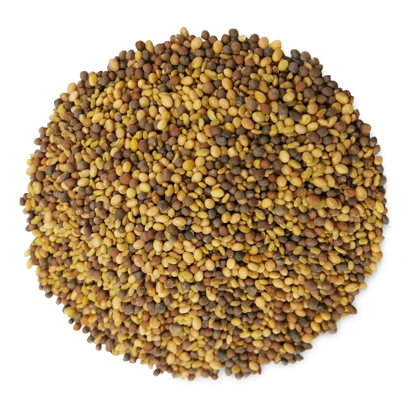 Food to Live - Antioxidant Mix of Sprouting Seeds, 10 Pounds — Broccoli, Clover, Alfalfa, Kosher, Raw, Vegan