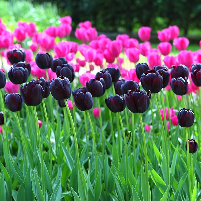Eden Brothers Tulip Bulbs, Queen of The Night, 10 Bulbs | Perennial Flowers, Spring or Fall Planted, Full Sun, Indoor Forcing or Outdoor Planting, Easy-to-Grow | Zones 3, 4, 5, 6, 7, 8