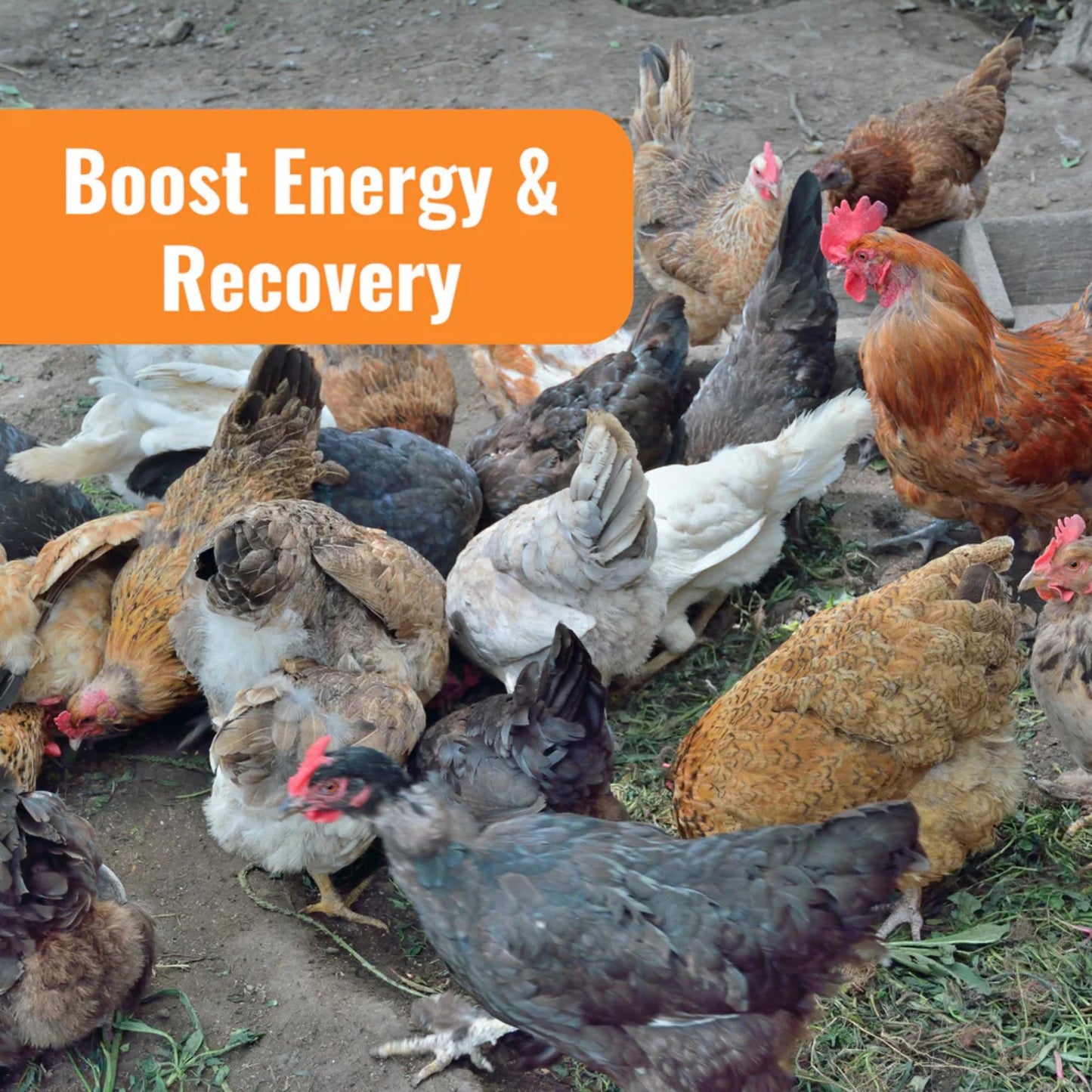 Buff Clucks AquaBoost Probiotic + Electrolyte Powder for Chickens – Natural Hydration & Gut Support Supplemnet for Daily Wellness & Egg Production - Safe for All Flocks & Ages - USA (8 oz)