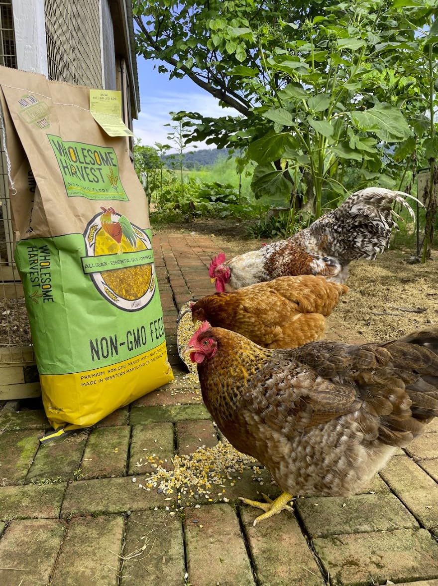 Wholesome Harvest Non-GMO Soy and Corn Free Whole Grain Layer Blend 16% - Chicken Feed for Laying Hens and Ducks - Includes Essential Oils, Herbs, Oyster Shells, Vital Minerals, and Omega 3, 10 lb