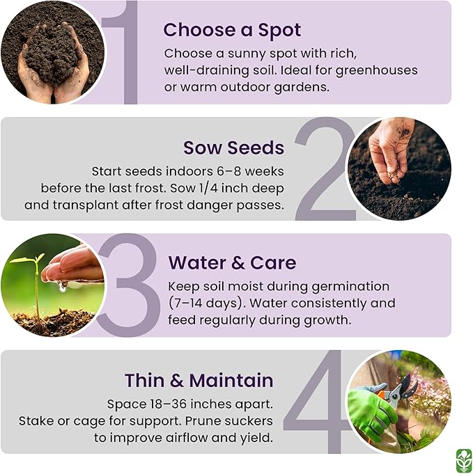 Moneymaker Tomato Seeds for Planting – Large & Juicy – One of The Most Delicious Tomatoes for Home Growing – Vegetable Seeds for Planting – Grown in The USA