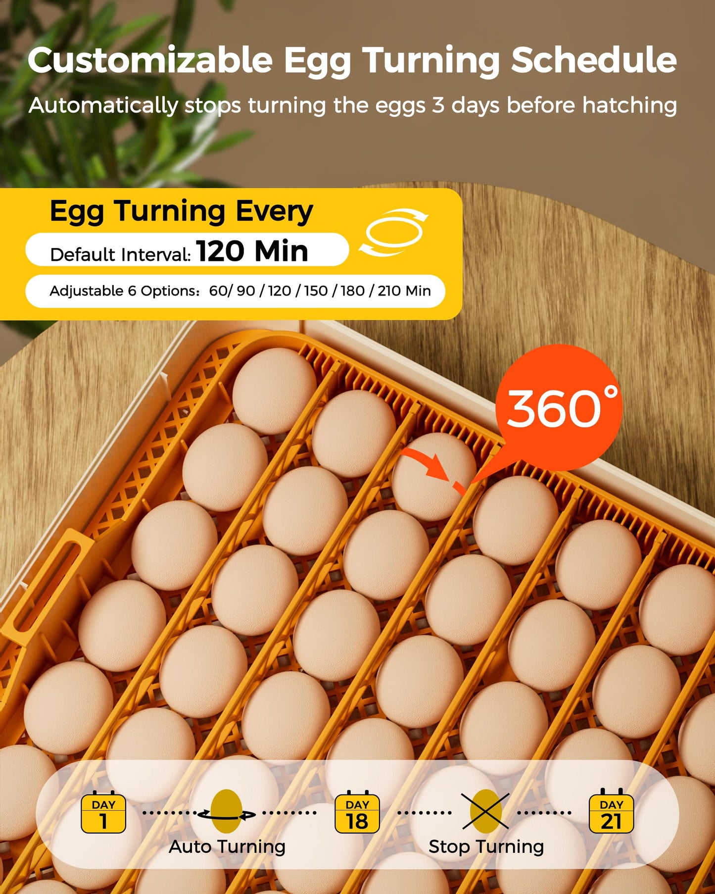 Besly 56 Egg Incubator with Automatic Egg Turning and Humidity Control, 360° Viewing, Chicken Incubator for Hatching Duck, Goose, Turkey, Quail, and Parrot Eggs, Egg Candler Ideal for Farm, Home