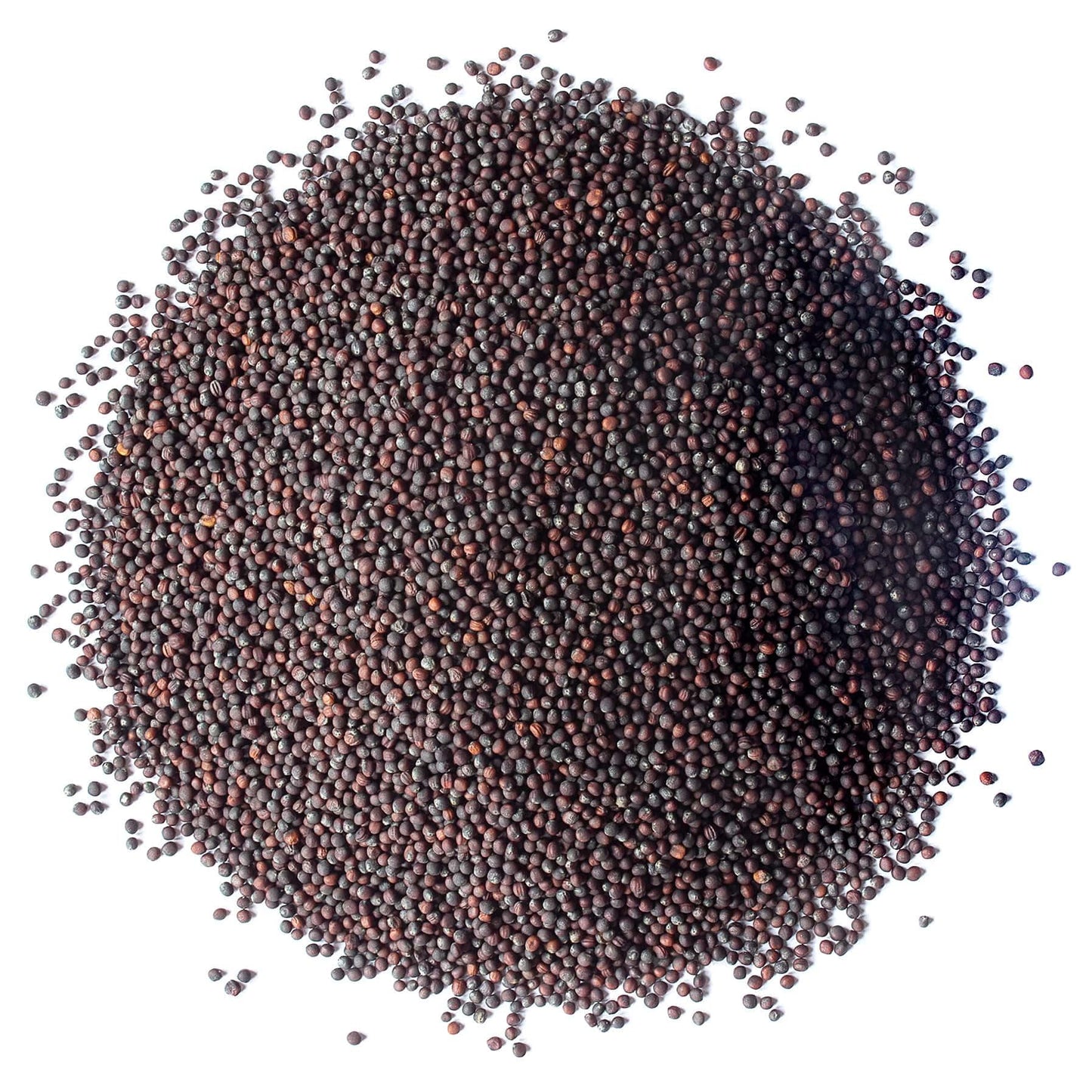 Food to Live Broccoli Seeds for Sprouting, 12 Pounds – Vegan, Kosher, Sirtfood, Bulk. Rich in Sulforaphane, Vitamin C, Vitamin A. Great for Growing Sprouts, Microgreens. High Germination Rate