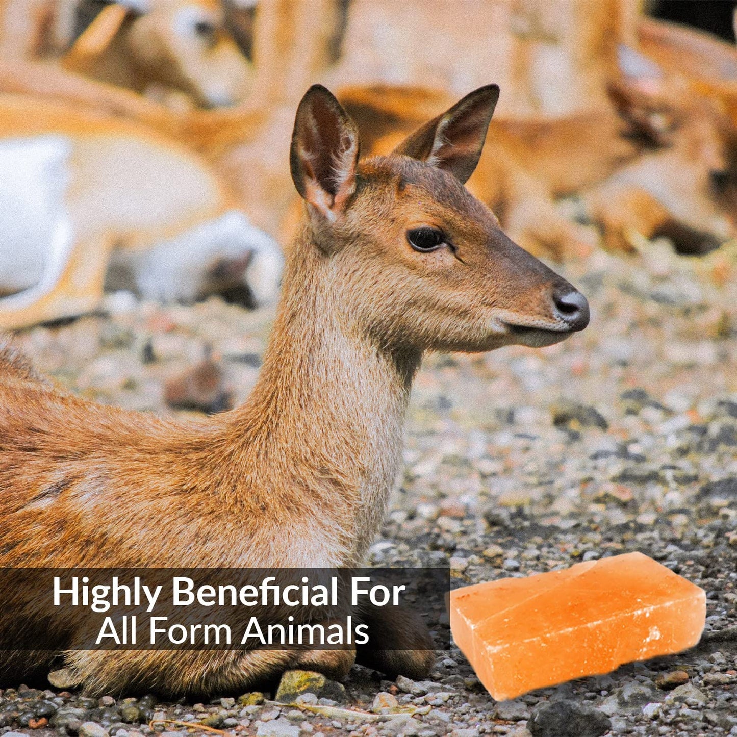 Himalayan Nature Licking Salt for Deer Block - Animal Licking Mineral Salt Block, Natural Feed Salt Rock for Horse, Deer & Animal, 10 Pound, 2 Counts