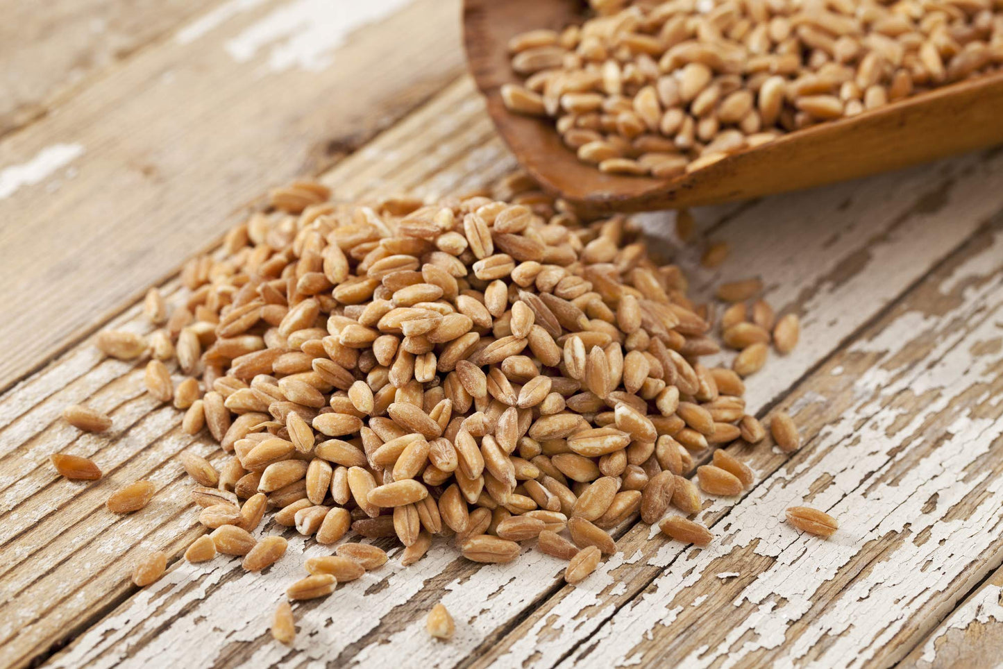 Pampered Chicken Mama Non-GMO Fodder Seeds for Chickens (3 pounds), Pasture Grass Seed, Wheat Grass Seeds for Growing, Wheat Seeds for Fodder