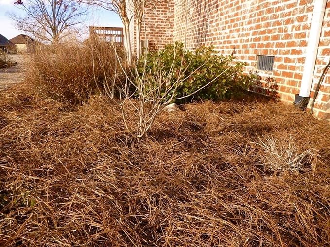USA Pine Straw - Premium Pine Needle Mulch (Pine Needle Mulch - Covers 100 Sqft 1 Set)