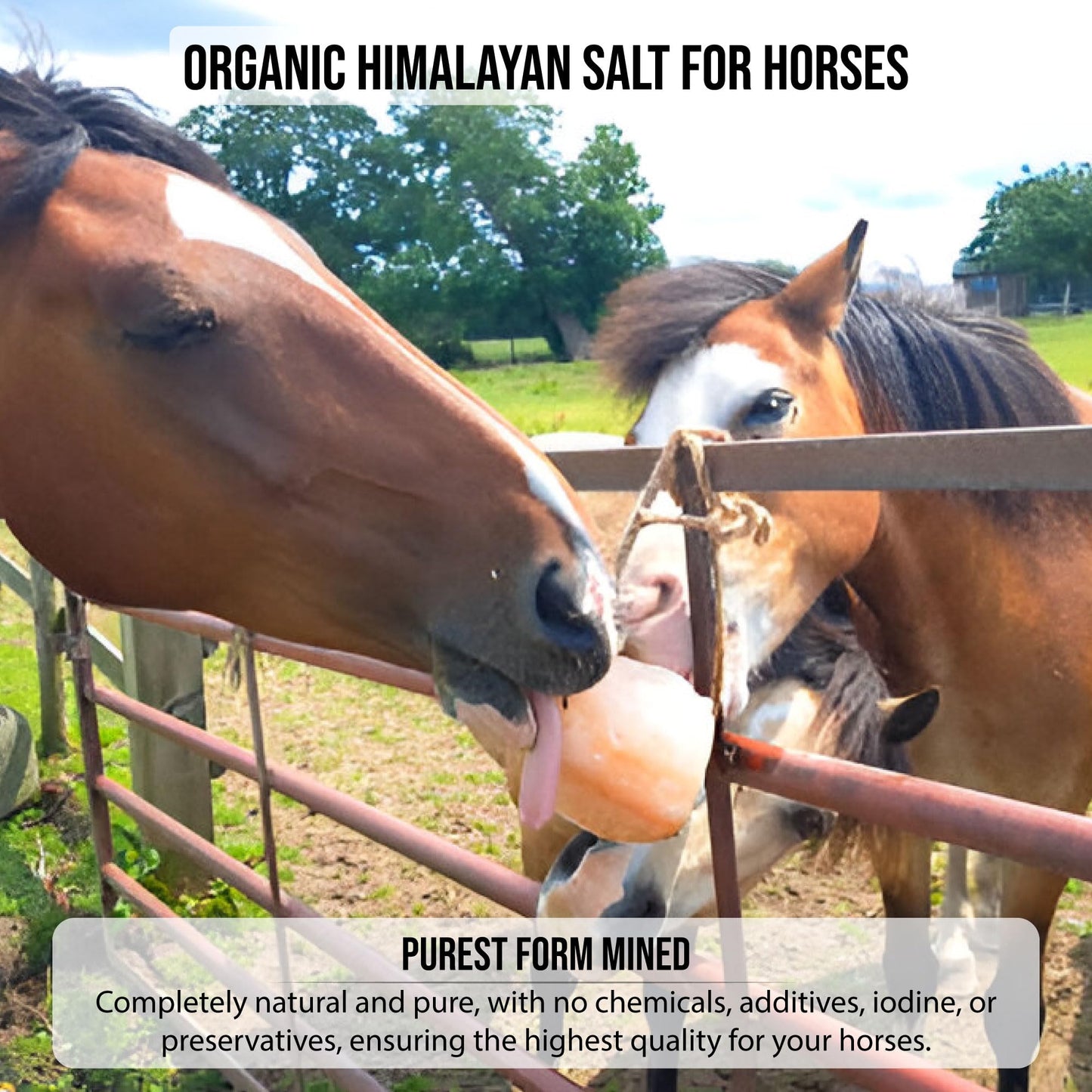 Animal Himalayan Salt Lick on Rope for Horses, Deer, Rabbits, Cows and Other Livestock | Lick Salt for Deer | Digestive Aid for Animals | Horse Treats (Horse-6LB)
