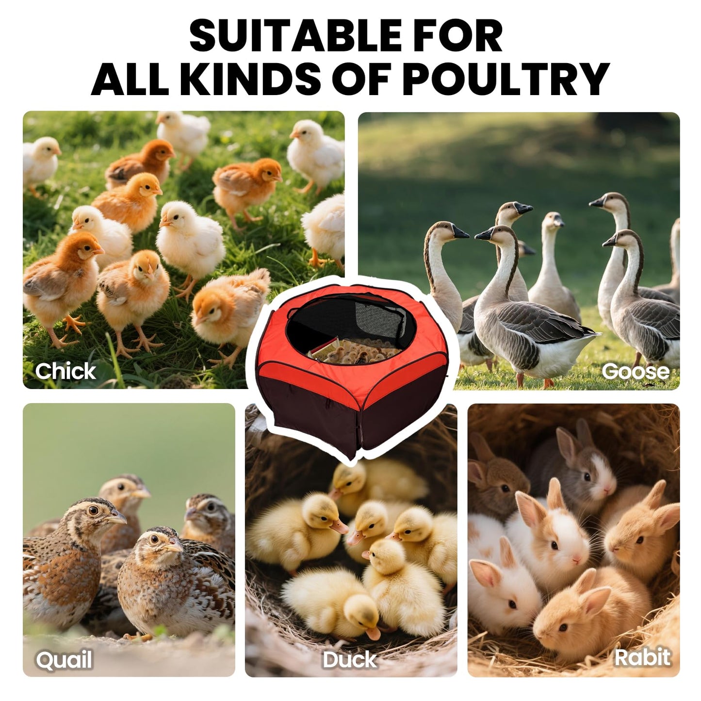 Chicken Brooder Box with Timer Heater Chick Nesting Pad - Chicken Feeder and Waterer Set for Chicks Indoor Accommodates Up to 80 Chicks - Ideal for Winter Chickens, Ducks