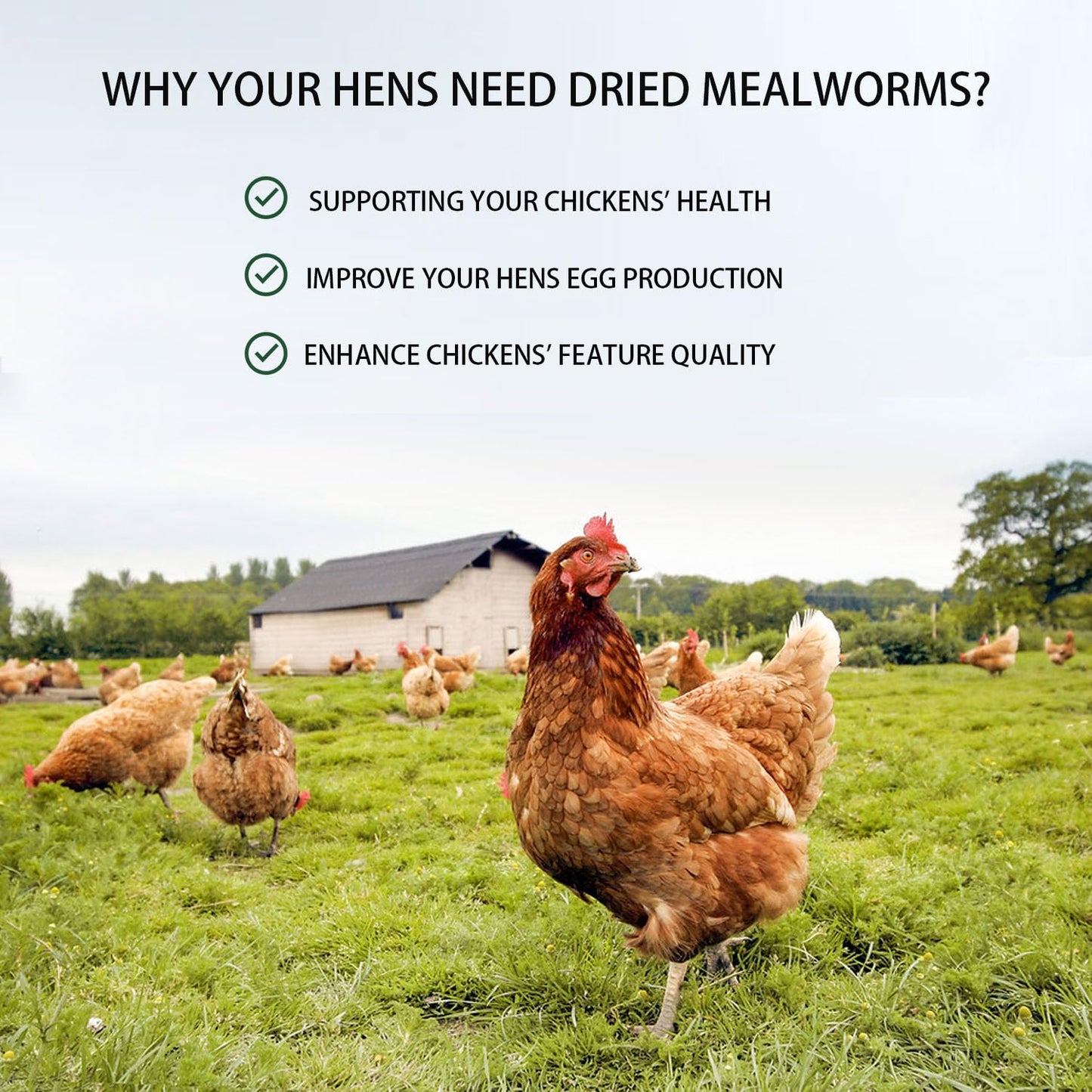 hatortpet Dried Mealworms 10LB Pure Natural Non-GMO Mealworms for Chickens High Protein Chickens Feed Meal Worms for Laying Hens Wild Birds