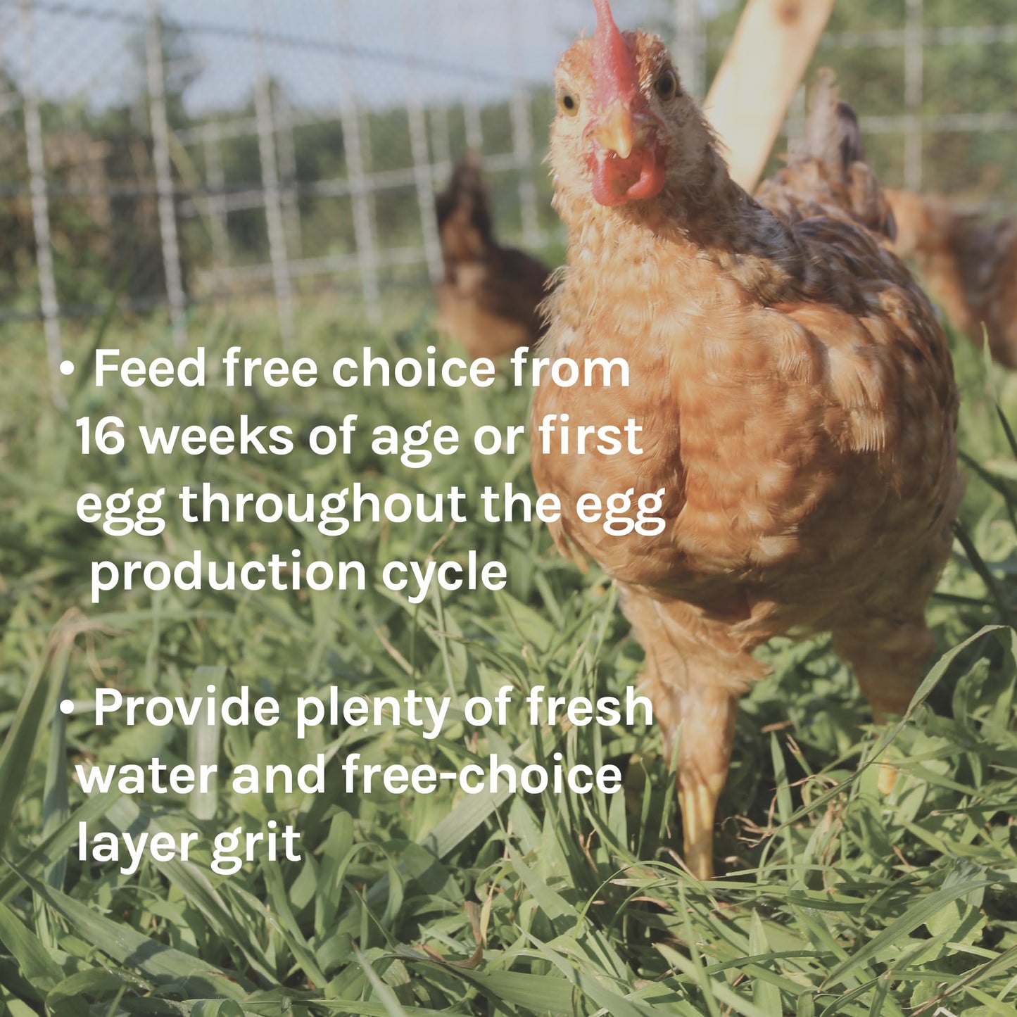 New Country Organics I Pastured Perfect Layer Feed for Laying Hens | Corn-Free and Soy-Free | 17% Protein | Certified Organic and Non-GMO | 40 lbs