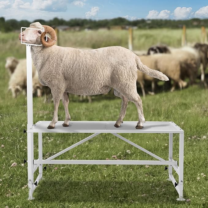 VEVOR Goat Milking Stand - 47x23 inch Metal Livestock Shearing Stand, Adjustable Height 21" to 33", with Headpiece and Nose Loop, 500lbs Capacity, Perfect for Sheep and Goats, White
