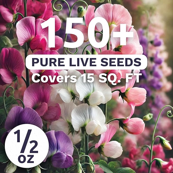 Sweet Pea Knee High - Large 1/2 Ounce Packet - 150 Flower Seeds for Planting - Lathyrus odoratus