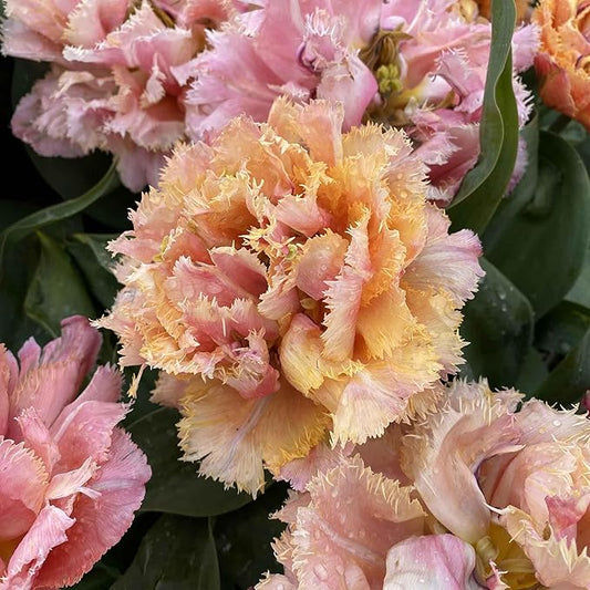 Eden Brothers Tulip Bulbs, Sensual Touch, 10 Bulbs | Perennial Flowers, Spring or Fall Planted, Full Sun, Indoor Forcing or Outdoor Planting, Easy-to-Grow | Zones 3, 4, 5, 6, 7, 8