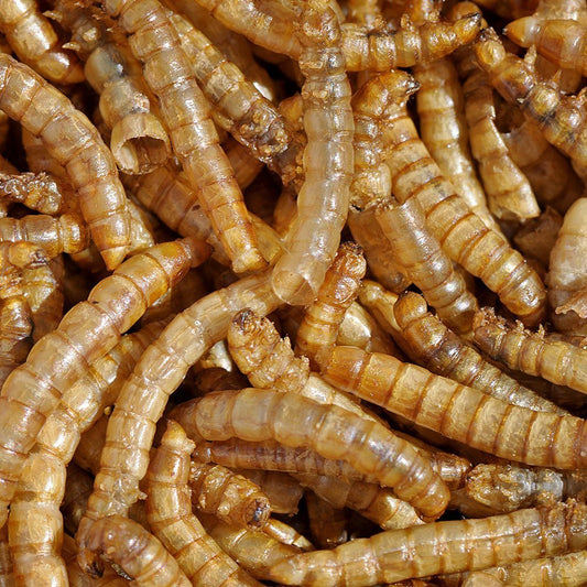 MBTP Bulk Dried Mealworms - Treats for Chickens & Wild Birds (2 Lbs)