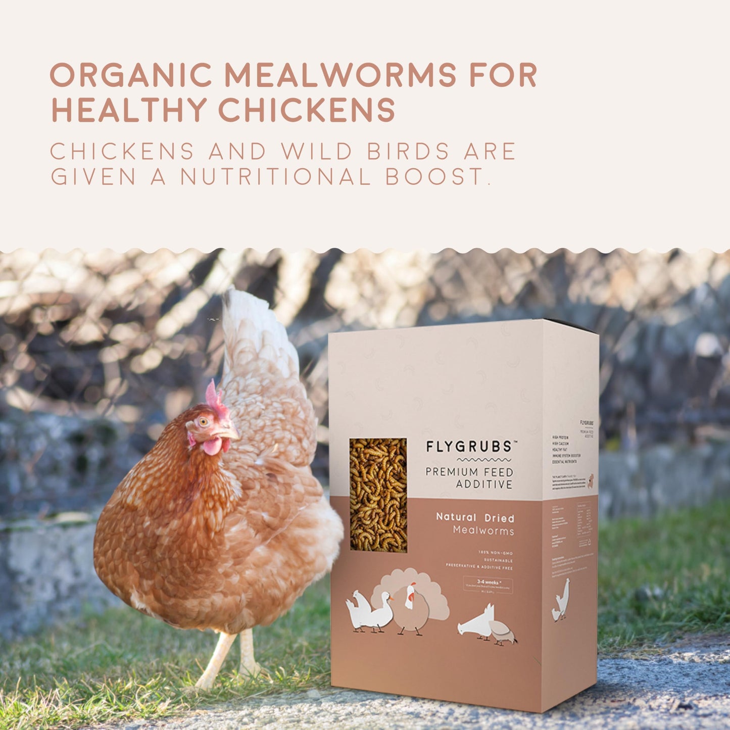 FLYGRUBS Superior to Dried Mealworms for Chickens (20 lb) 85X More Calcium Non-GMO Chicken Feed Additive & Molting Supplement - BSFL Treats for Hens, Ducks, Turkeys, Wild Birds, Turtles, Quails