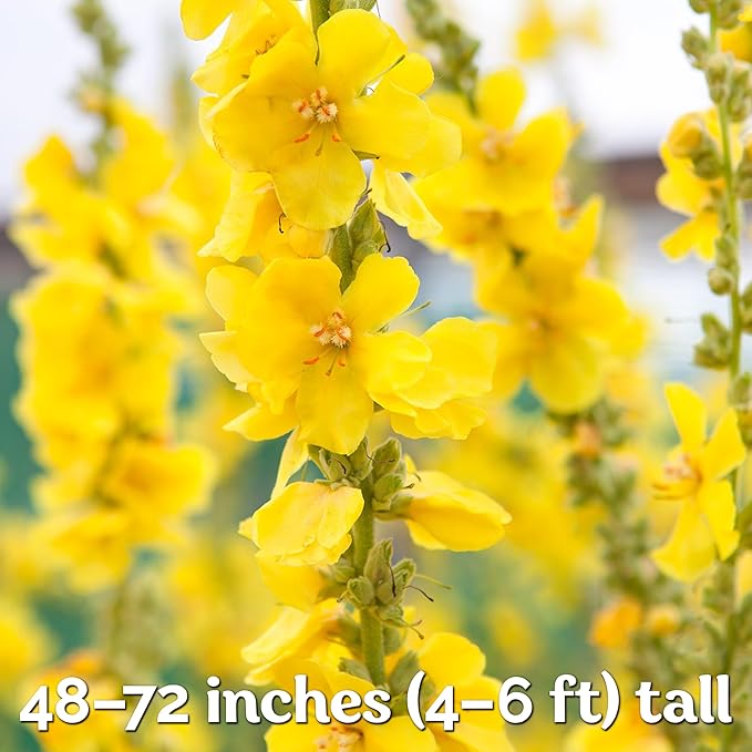 KVITER 1,500 Mullein Seeds for Planting (Verbascum Thapsus) – Mullein Herb, Heirloom Seed Non GMO Organic – Ideal for Herb Garden – US Grown Herbs Flower Seeds