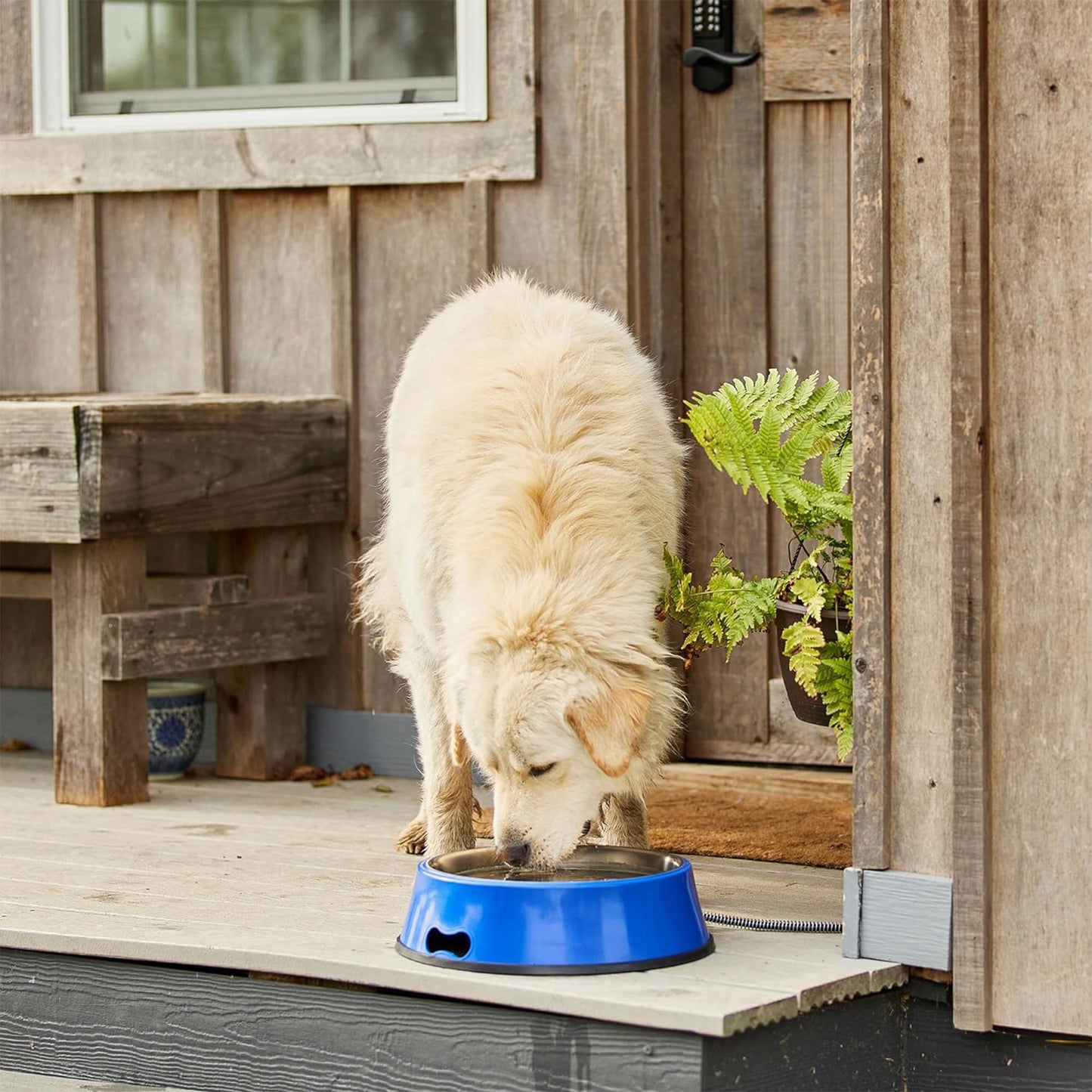Farm Innovators Signature Series 60 Watt 5.5 Quart Electric Heated Pet Water Bowl with Stainless Steel Insert and Thermostatic Control, Blue