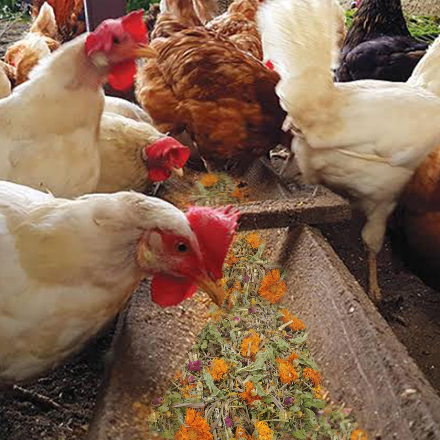 Chicken Nesting Herbs - 14 Oz Natural Nesting Box Herbs in 6 Dried Flower & Herbs for Fresh The Coop Make The Box Smelling Nice and Create Comfortable Environment for Chickens (14oz)