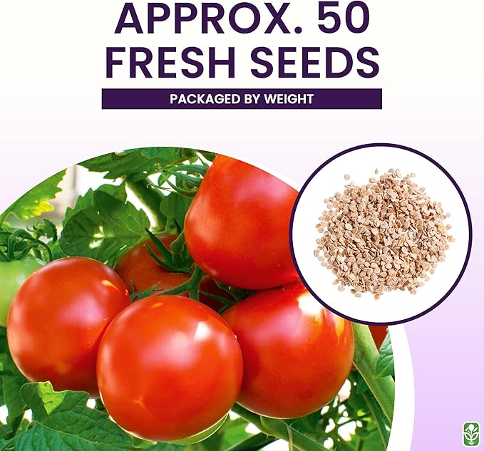 Moneymaker Tomato Seeds for Planting – Large & Juicy – One of The Most Delicious Tomatoes for Home Growing – Vegetable Seeds for Planting – Grown in The USA