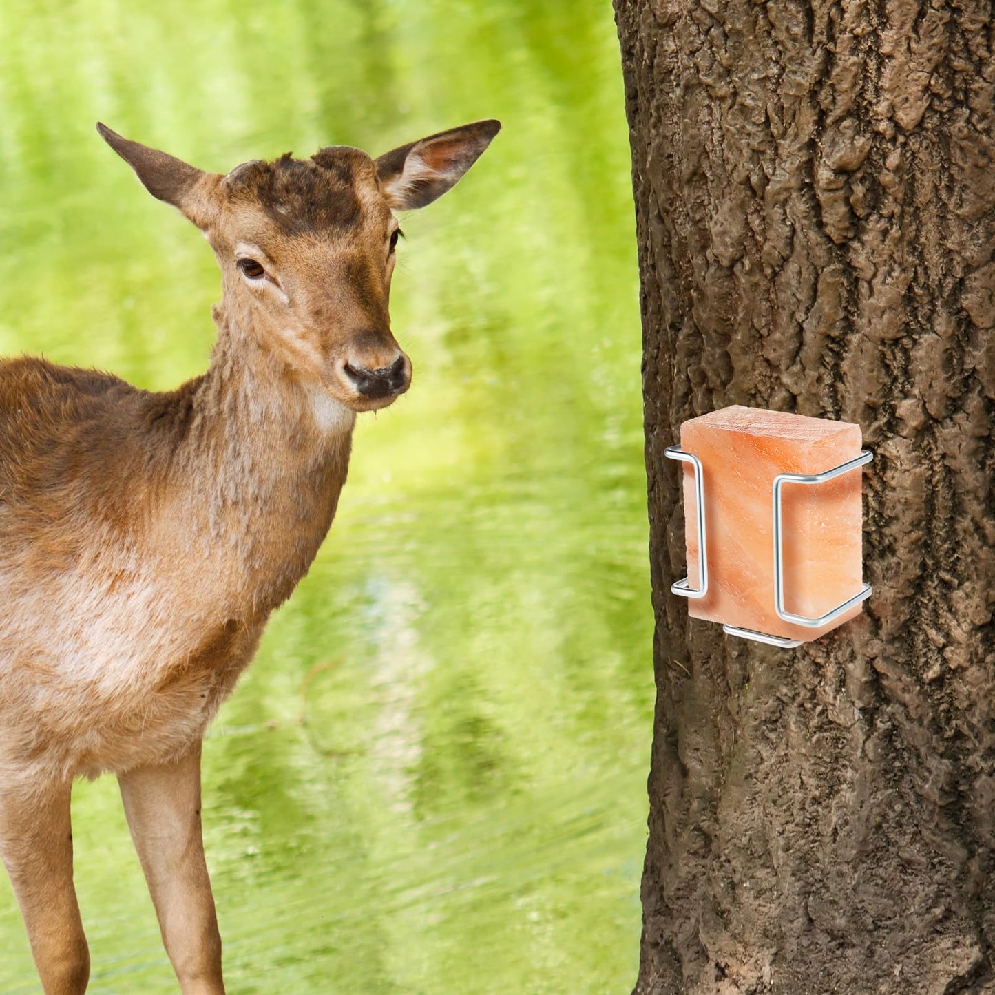 Teenyyou 4 Pack Salt Block Holder 4lb Deer Horse Salt and Mineral Block Holder for Wire Lick for Goat Mineral Deer Lick Cattle Sheep Goats