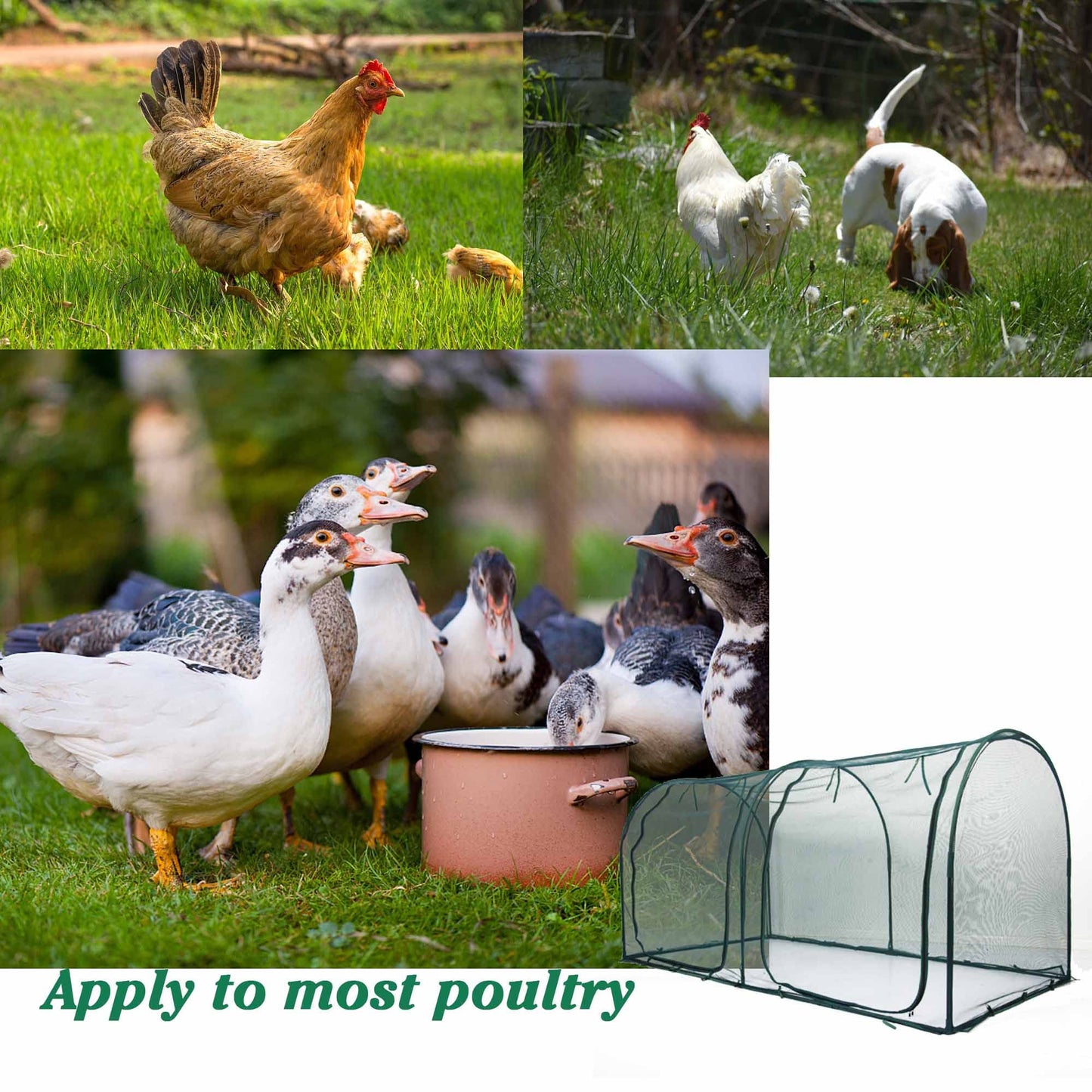 Portable Chicken Run Hen Coop,Walk-in Poultry House,Outdoor Gardening Net,Easy-up Small Animals Enclosure for Protecting Pet and Plant with Metal Frames and 10 Stakes in Backyard and Farm