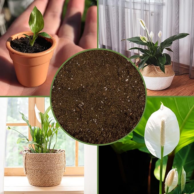 Peace Lily Potting Soil Mix (8 Quarts), for Planting, Growing, or Repotting Peace Lily Plants