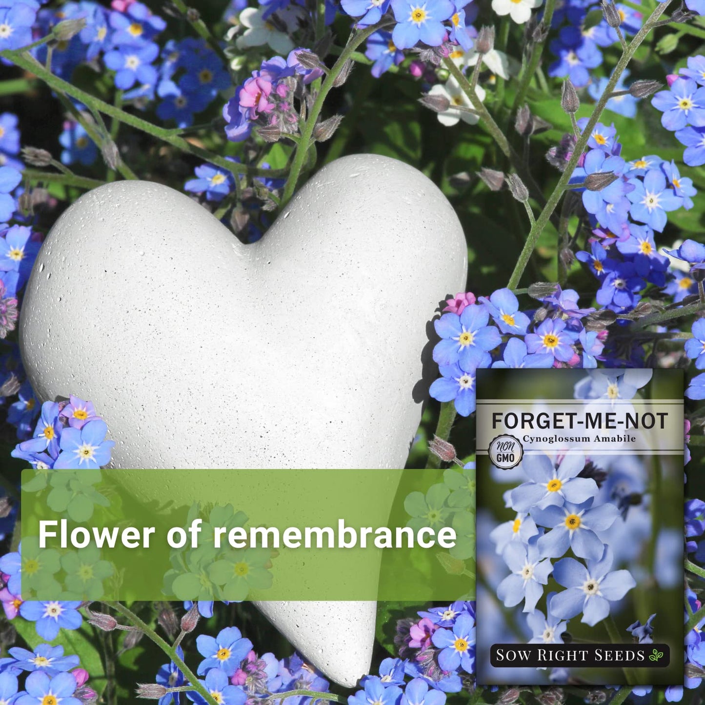 Sow Right Seeds - Forget-Me-Not Flower Seeds for Planting (Cynoglossum amabile) - Non-GMO Heirloom Packet with Instructions - Great to Pair with Cards of Remembrance - Small Blue Memory Blooms (100)