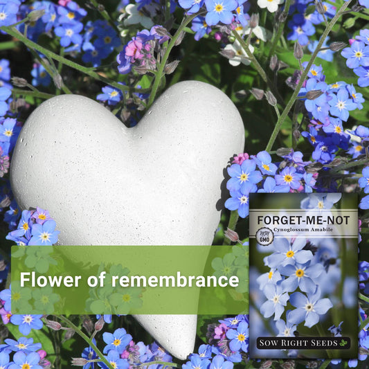 Sow Right Seeds - Forget-Me-Not Flower Seeds for Planting (Cynoglossum amabile) - Non-GMO Heirloom Packet with Instructions - Great to Pair with Cards of Remembrance - Small Blue Memory Blooms (100)