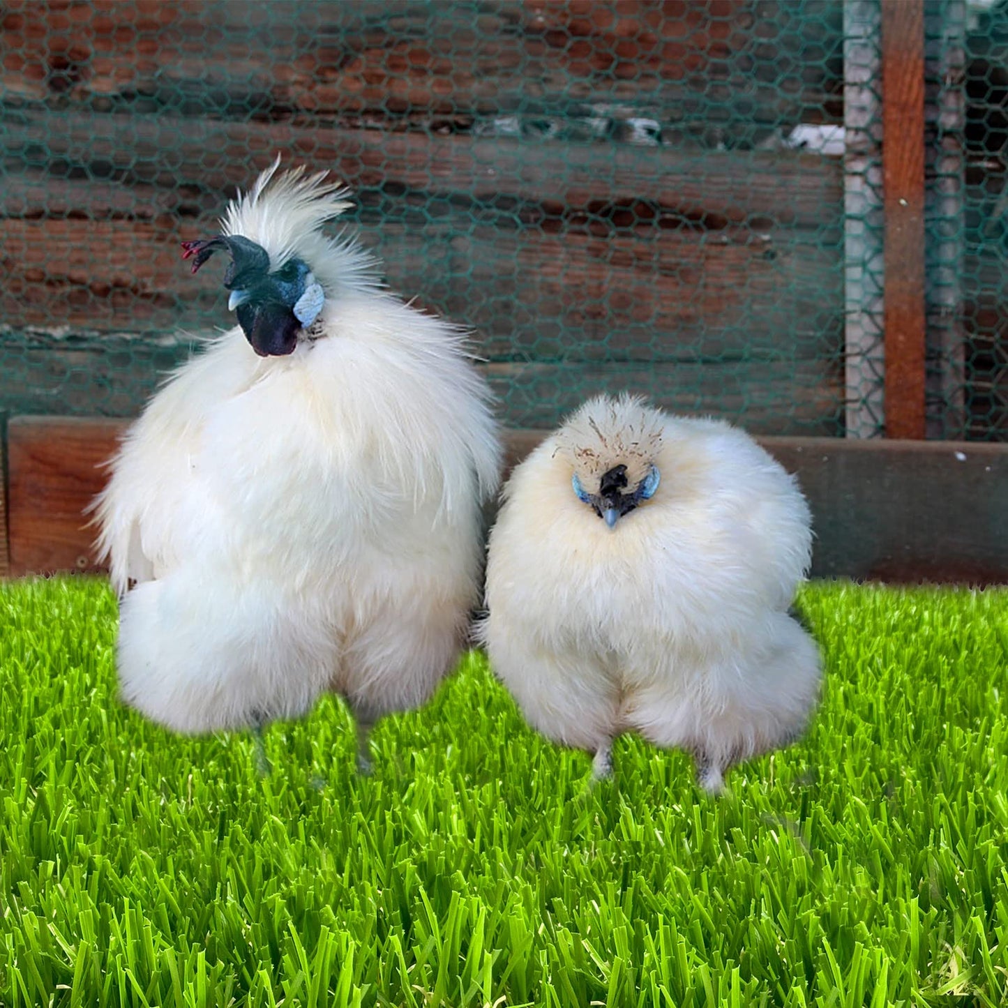 HZxoAxo 6 Pack Washable Chicken Nesting Box Pads for Laying Eggs, Artificial Grass Nesting Pads for Chicken Coop, Nesting Box Liners Bedding for Hen Lawn Indoor Outdoor - 12"x12"1.2"