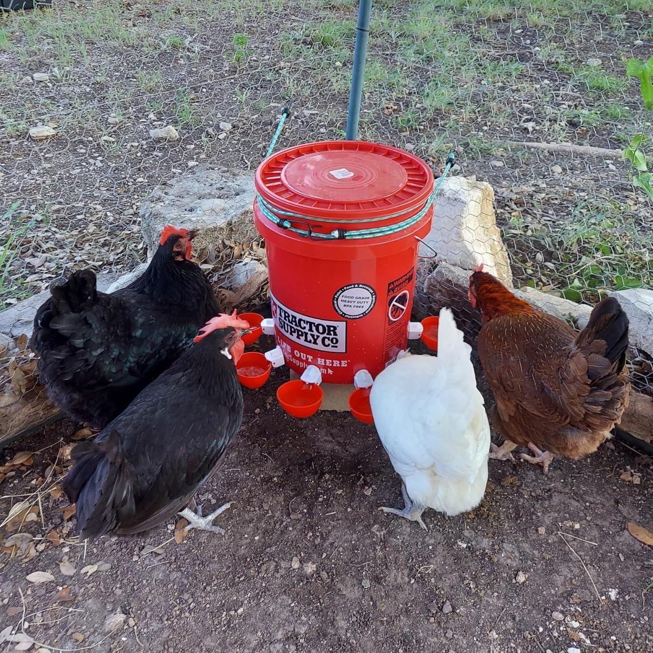 Chicken Waterer Cups, 12 Packs Poultry Water Feeder with Drill, Large Poultry Waterer Automatic Waterer for Chicken Coop, Duck, Chicks, Goose, Turkey, Bunny, Bird (Red, 12 Pack)