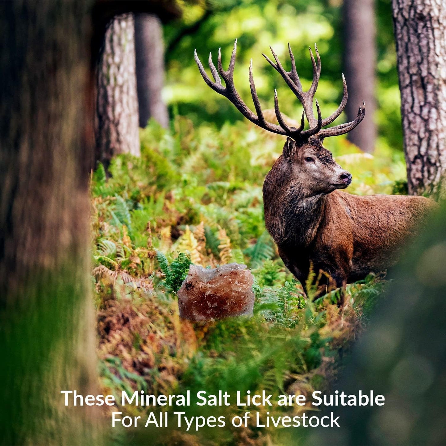 Pink Salt wall 5–6 lbs Salt Lick for Deer Natural Mineral Block for Deer and Wildlife (Salt Lick 1)