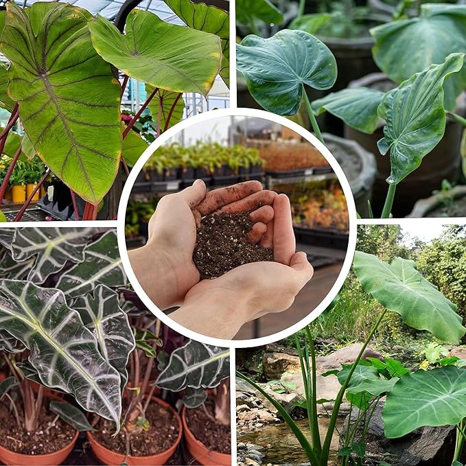 Gardenera Premium Alocasia Plant Potting Mix - Crafted for Thriving Growth and Striking Elegance - 1 Quart, MAIN-ALOCASIA-1QT