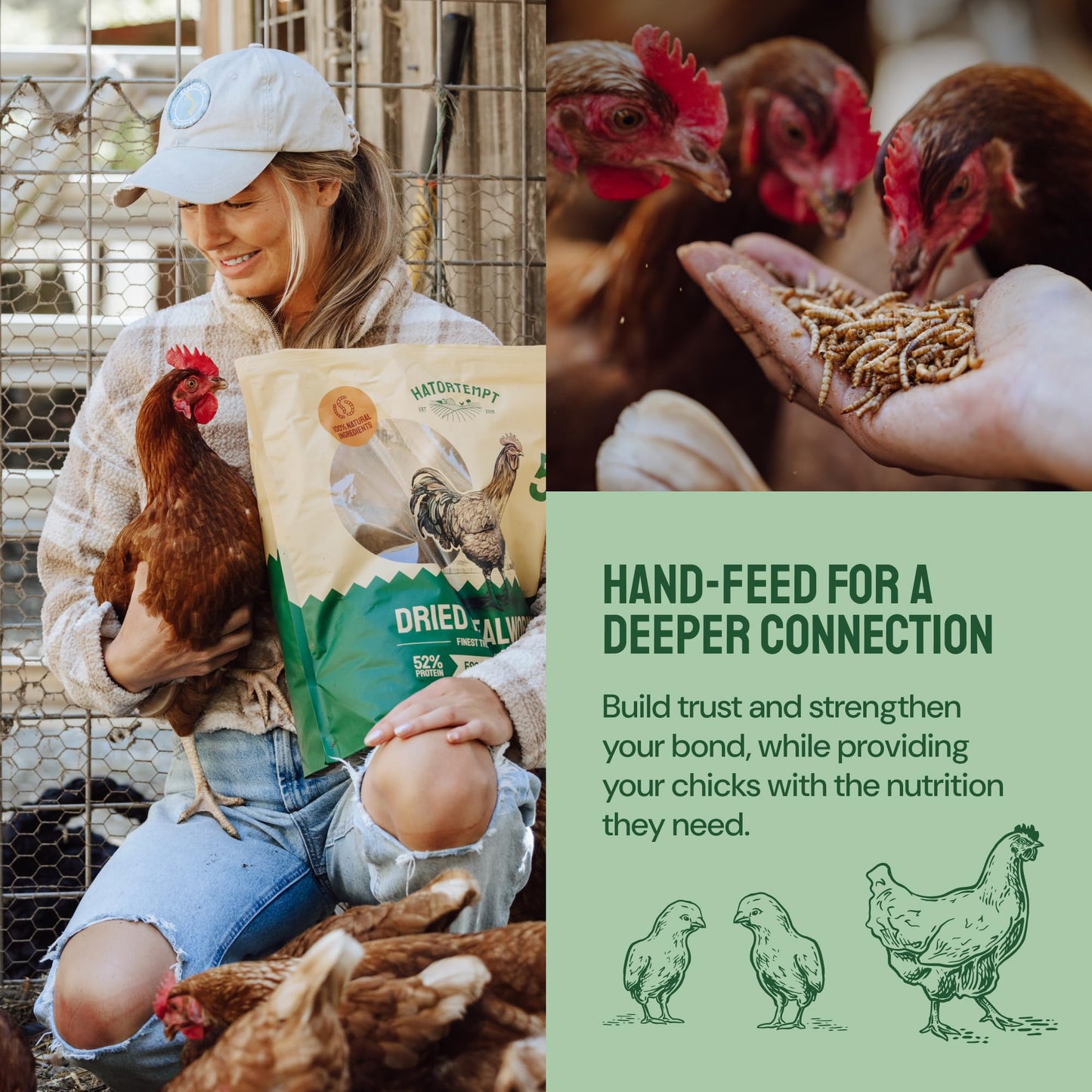 Hatortempt Chicken Feed Dried Mealworms - 5 Lb, Non-GMO & Organic - High-Protein Mealworms for Wild Birds & Ducks, Chicken Treats & Bird Food