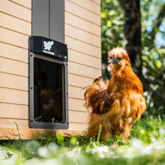 RUN-CHICKEN Door (Gray) Automatic Chicken Coop Door, Programmable with App, Battery Operated, Evening and Morning Delay, Aluminum Door,Chicken Gift, Electric Chicken Run, Model T50 Classic