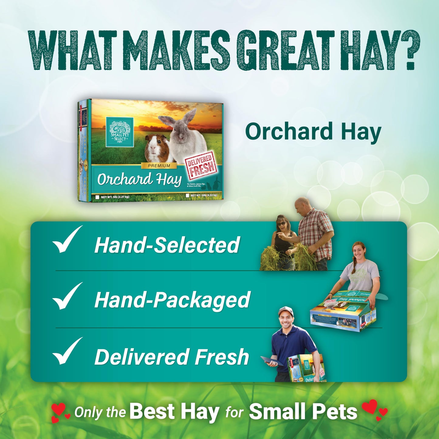 Small Pet Select Orchard Grass Hay Pet Food for Rabbits, Guinea Pigs, Chinchillas and Other Small Animals, Premium Natural Hay Grown in The US, 10 LB