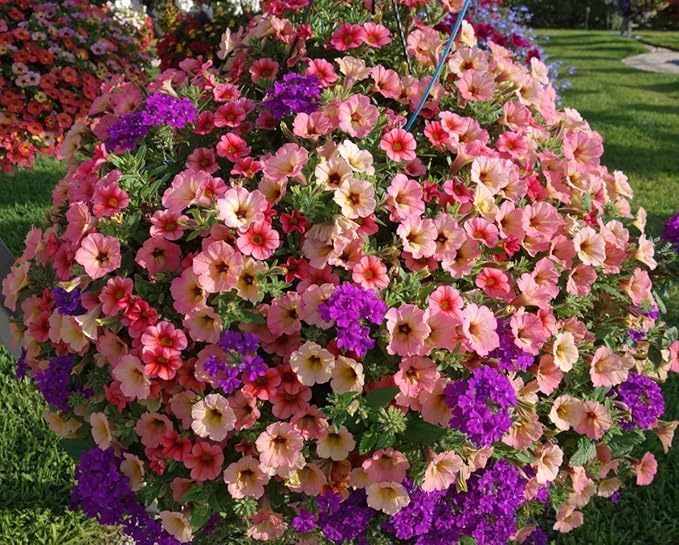 6000+ Petunia Seeds for Planting – Mix Color Annual Flower Seeds for Outdoor Garden, Hanging Baskets, and Indoor Pots – Easy to Grow, Non-GMO, Heirloom-Quality