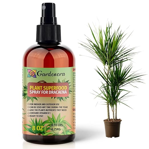 𝐁𝐄𝐒𝐓𝐒𝐄𝐋𝐋𝐄𝐑 Plant Superfood for Dracaena Plants with B1 Vitamin, Glucose and Essential Minerals - Organic Plant Food Fertilizer for Indoor & Outdoor Dracaena Plant Care - 8oz