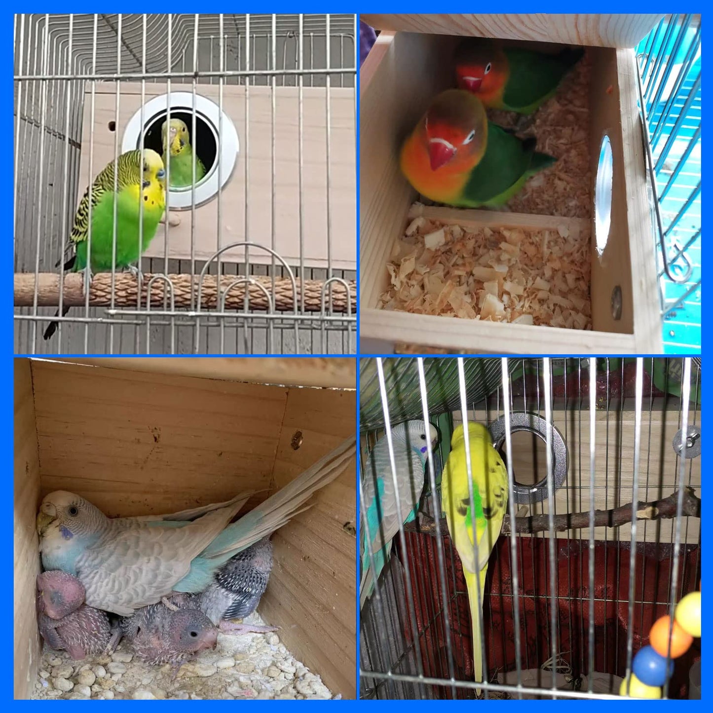 kathson Parakeet Nest Box Budgie Nesting House Cockatiel Breeding Parrots Mating Box for Lovebirds Small and Medium-Sized Birds（M）