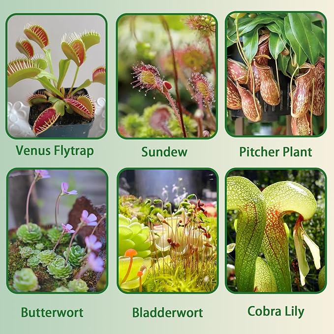 Carnivorous Plant Soil Mix 2qt, Pure Peat Moss and Perlite Mixture for Venus, Pitcher, Butterwort, Nepenthes, Sundew