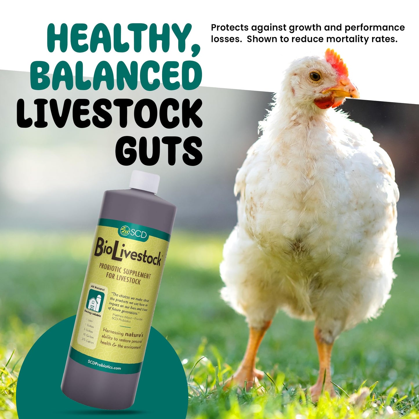 SCD Bio Livestock - Liquid Probiotic Feed & Water Additive, Organic Digestive Supplement for Cows, Pigs, Horses, Chickens, Ducks, Rabbits by SCD Probiotics