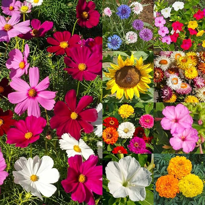 Seed Needs Garden Flower Seeds Large Blooms Mix Hummingbird and Butterfly | 1 Ounce No Filler 7 Varieties Open Pollinated | Resealable Package Live Wild Flower Seed | Bulk